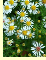 Астра (Aster multiflorus) Астра (Aster multiflorus)